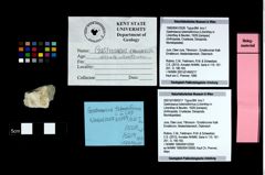 Foto (Objekt + Etikett) von Gastrosacus tuberosiformus (Lörenthey in Lörenthey & Beurlen, 1929)  (NHMW-GEO-1990-0041-2526)